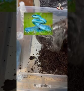 Qué necesita una casa de reptil para estar bien equipada para serpientes