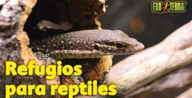 Qué necesita una casa de reptil para estar bien equipada según expertos