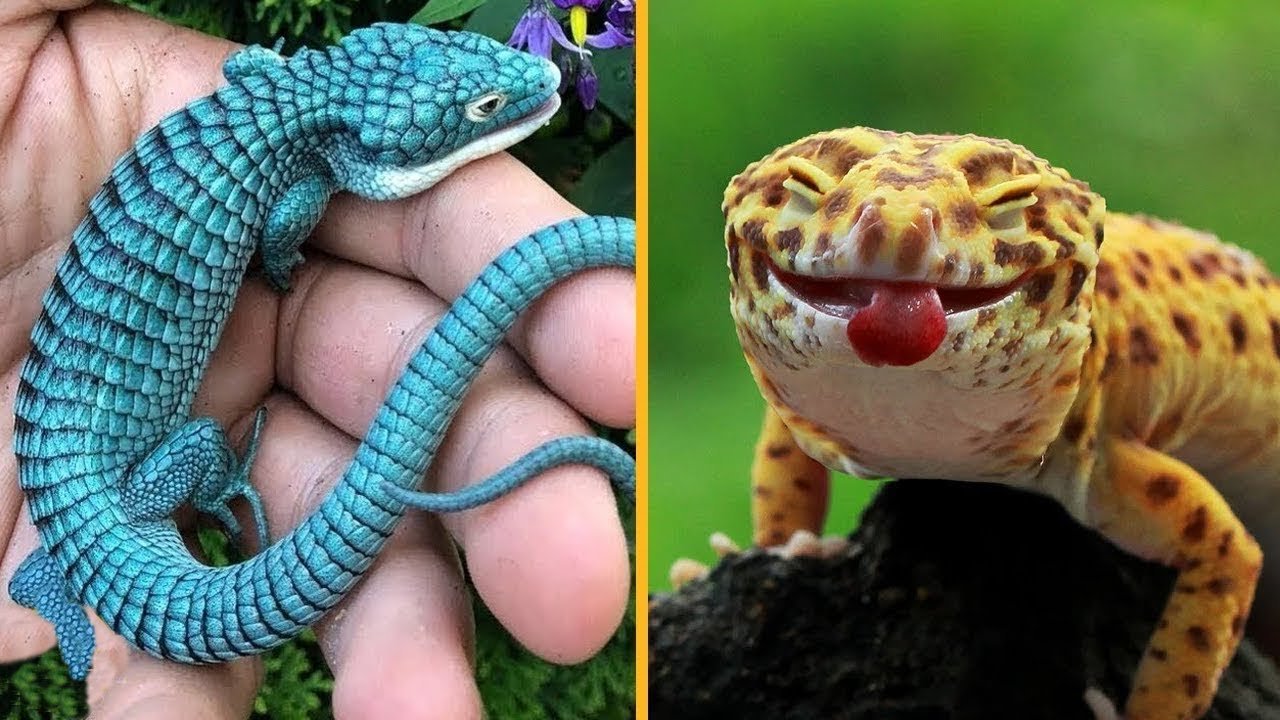 Qué necesita una casa de reptil para estar bien equipada sin afectar la salud del reptil