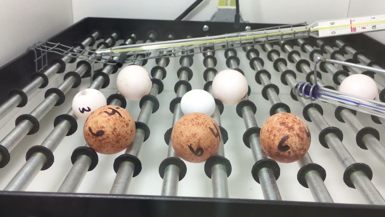 Reproducción de iguanas domésticas paso a paso con incubadora artificial