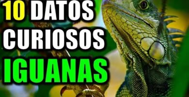 Reproducción de iguanas domésticas paso a paso durante todo el año