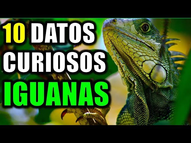 Reproducción de iguanas domésticas paso a paso durante todo el año