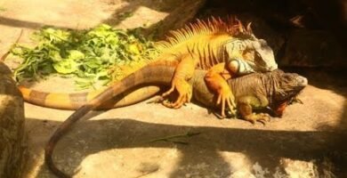 Reproducción de iguanas domésticas paso a paso en cautiverio