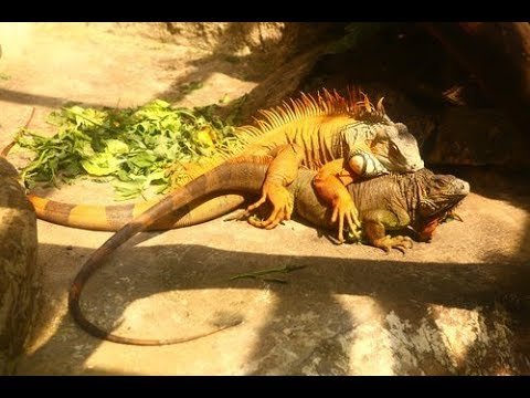 Reproducción de iguanas domésticas paso a paso en cautiverio