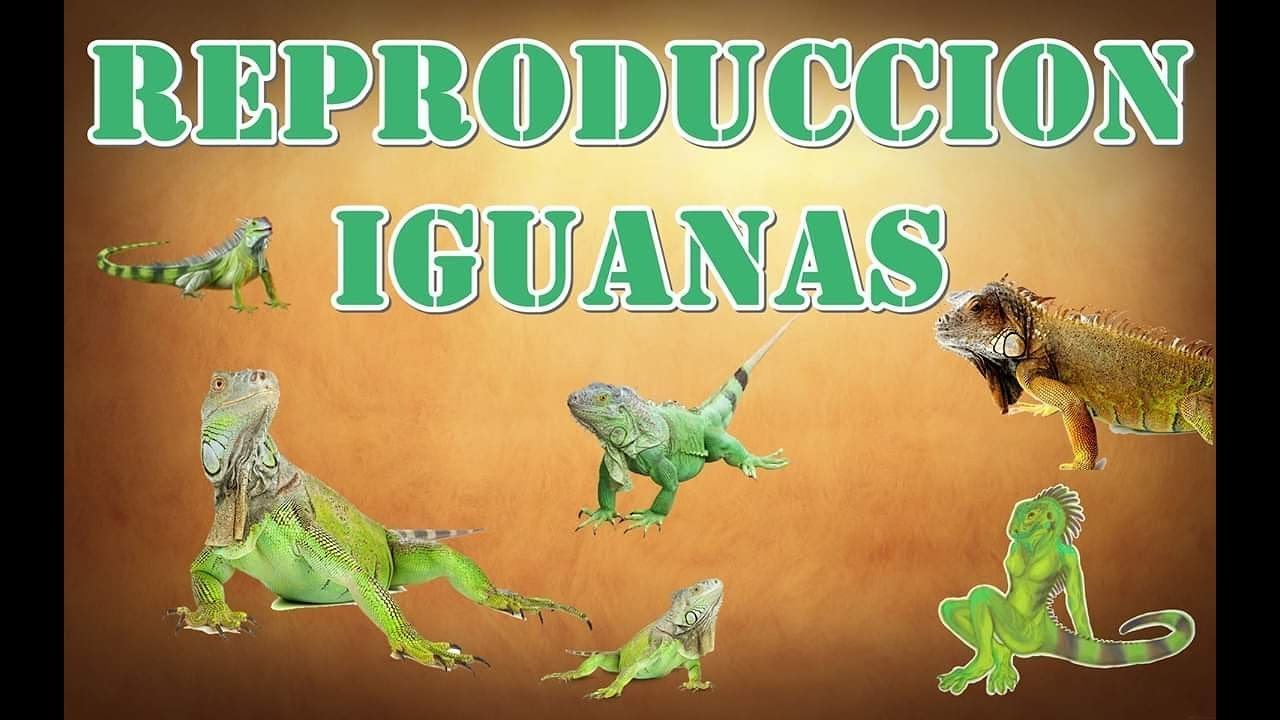 Reproducción de iguanas domésticas paso a paso en invierno