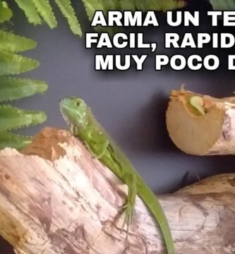 Reproducción de iguanas domésticas paso a paso en terrarios caseros