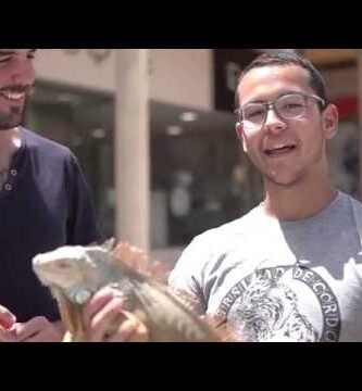 Reproducción de iguanas domésticas paso a paso explicada por veterinarios