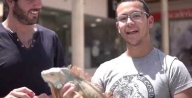 Reproducción de iguanas domésticas paso a paso explicada por veterinarios