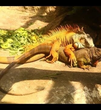 Reproducción de iguanas domésticas paso a paso según expertos