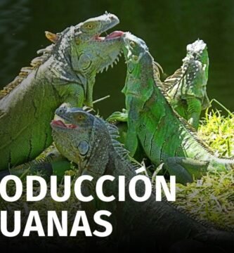 Reproducción de iguanas domésticas paso a paso sin experiencia previa