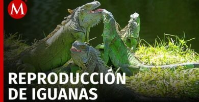 Reproducción de iguanas domésticas paso a paso sin experiencia previa