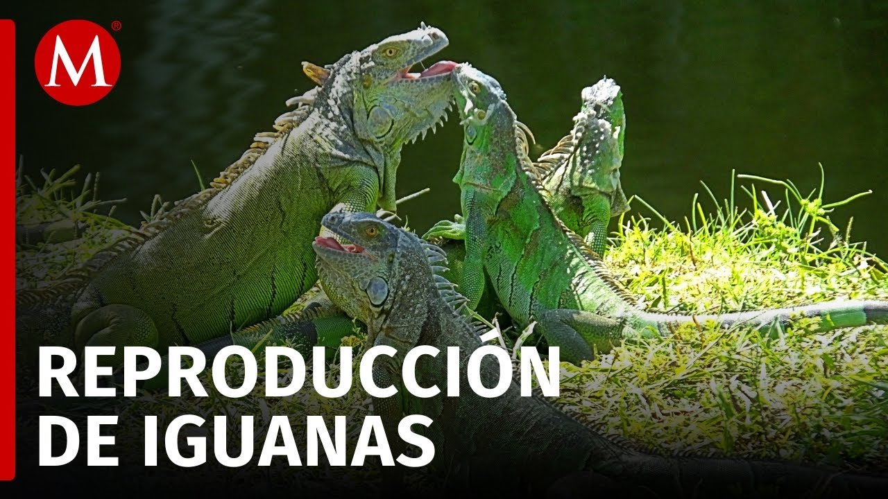 Reproducción de iguanas domésticas paso a paso sin experiencia previa