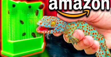 Accesorios personalizados para reptiles en Trujillo