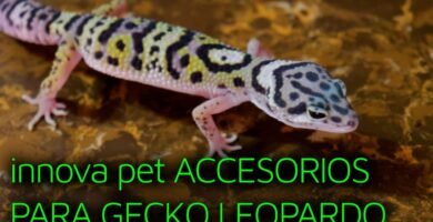 Accesorios térmicos para geckos en Arequipa