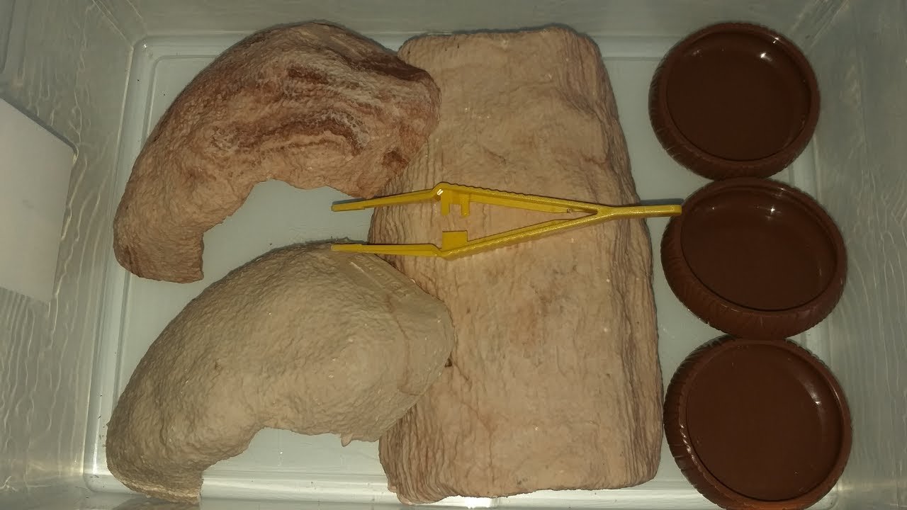 Accesorios térmicos para geckos en Montevideo