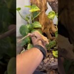 Casas de reptiles hechas en casa: guía paso a paso con bajo presupuesto