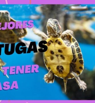 Casas de reptiles hechas en casa: guía paso a paso para tortugas