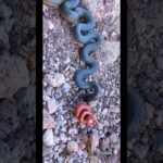 Casas de reptiles hechas en casa: guía paso a paso según expertos
