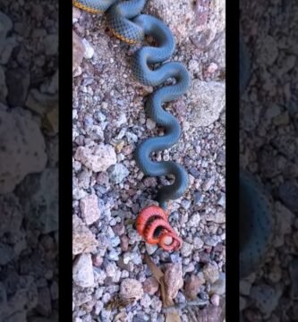 Casas de reptiles hechas en casa: guía paso a paso según expertos