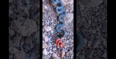 Casas de reptiles hechas en casa: guía paso a paso según expertos