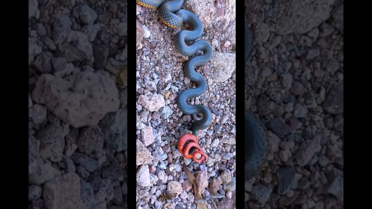 Casas de reptiles hechas en casa: guía paso a paso según expertos