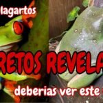 Cómo actúan los reptiles al estar enfermos con alimentación especial