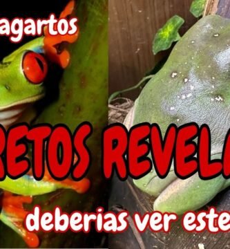 Cómo actúan los reptiles al estar enfermos con alimentación especial