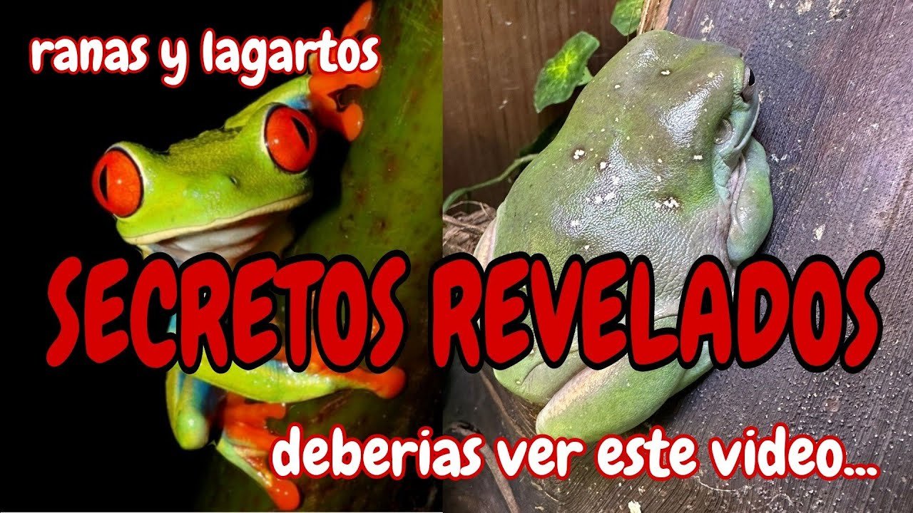 Cómo actúan los reptiles al estar enfermos con alimentación especial