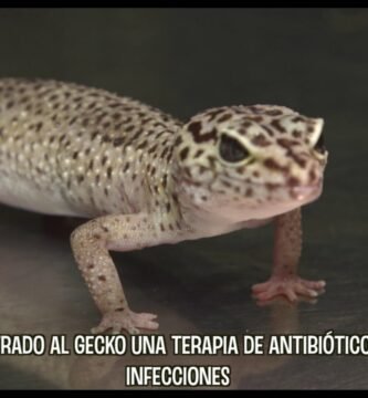 Cómo actúan los reptiles al estar enfermos en época de muda