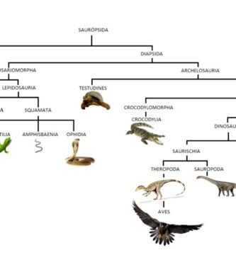 Cómo actúan los reptiles al estar enfermos por edad