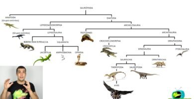 Cómo actúan los reptiles al estar enfermos por edad