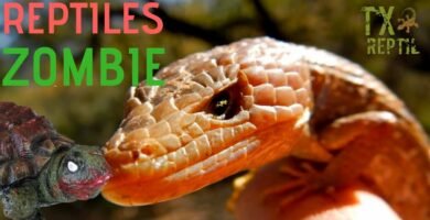 Cómo actúan los reptiles al estar enfermos y su adaptación