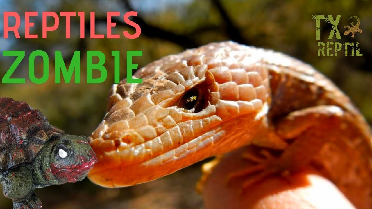 Cómo actúan los reptiles al estar enfermos y su adaptación