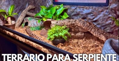 Cómo armar una casa para tu reptil desde cero adaptadas a reptiles grandes