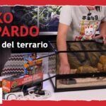 Cómo armar una casa para tu reptil desde cero con buena ventilación
