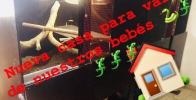 Cómo armar una casa para tu reptil desde cero duraderas