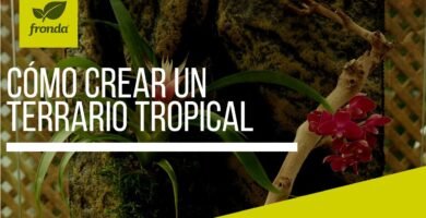 Cómo armar una casa para tu reptil desde cero en jardines