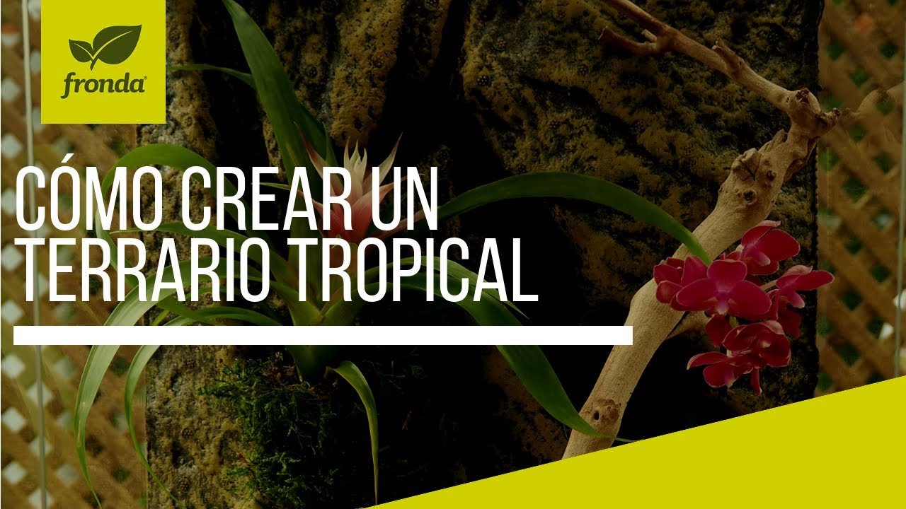 Cómo armar una casa para tu reptil desde cero en jardines