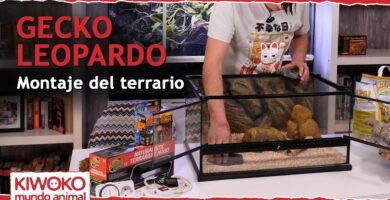 Cómo armar una casa para tu reptil desde cero para geckos
