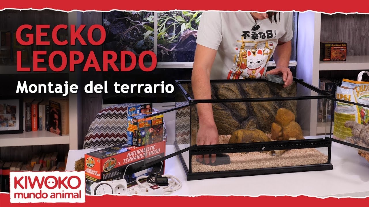 Cómo armar una casa para tu reptil desde cero para geckos