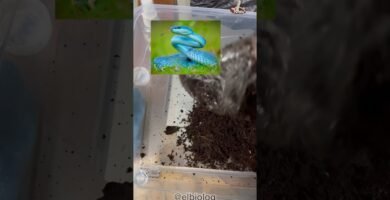 Cómo armar una casa para tu reptil desde cero para serpientes