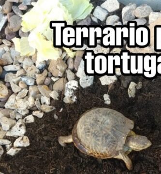 Cómo armar una casa para tu reptil desde cero para tortugas