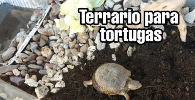 Cómo armar una casa para tu reptil desde cero para tortugas
