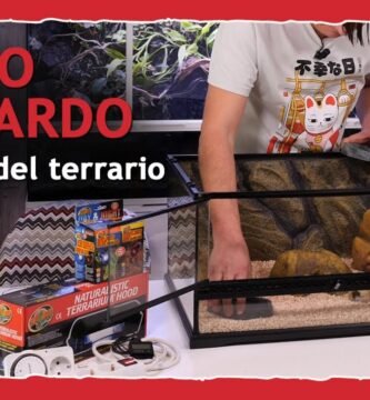 Cómo armar una casa para tu reptil desde cero paso a paso