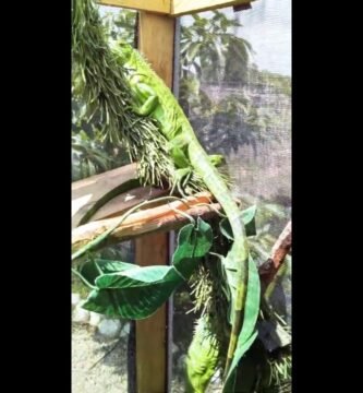 Cómo armar una casa para tu reptil desde cero sin riesgos de escapes