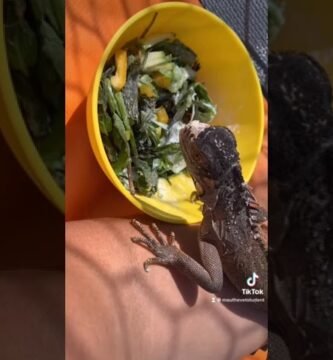 Cómo cuidar a un reptil doméstico desde cero con dieta balanceada