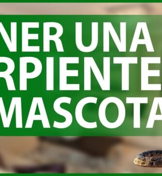 Cómo cuidar a un reptil doméstico desde cero con poco tiempo disponible