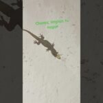 Cómo cuidar a un reptil en casa paso a paso con productos caseros