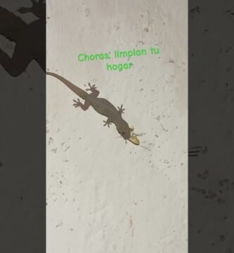 Cómo cuidar a un reptil en casa paso a paso con productos caseros