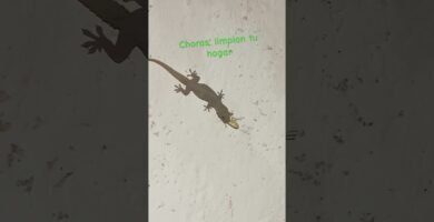 Cómo cuidar a un reptil en casa paso a paso con productos caseros